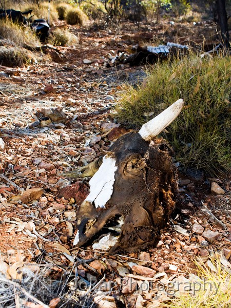 Larapinta_20080611_452 copy.jpg - Cow carcass at Mintbush Spring